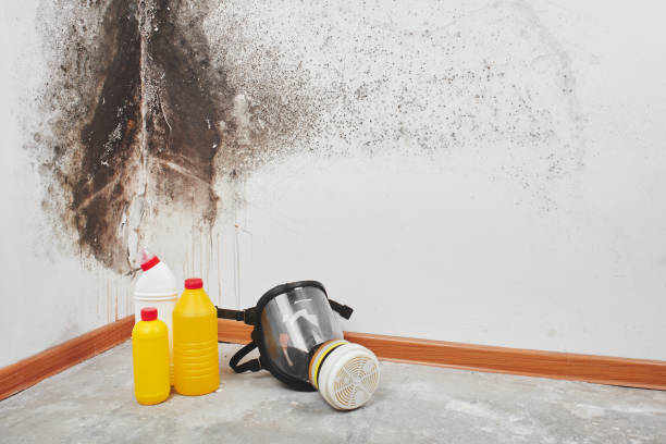 Best Mold Testing and Removal  in Wolfhurst, OH