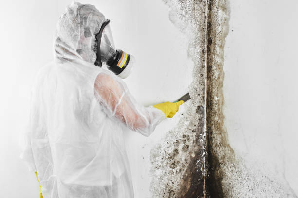 Home Mold Removal in Wolfhurst, OH