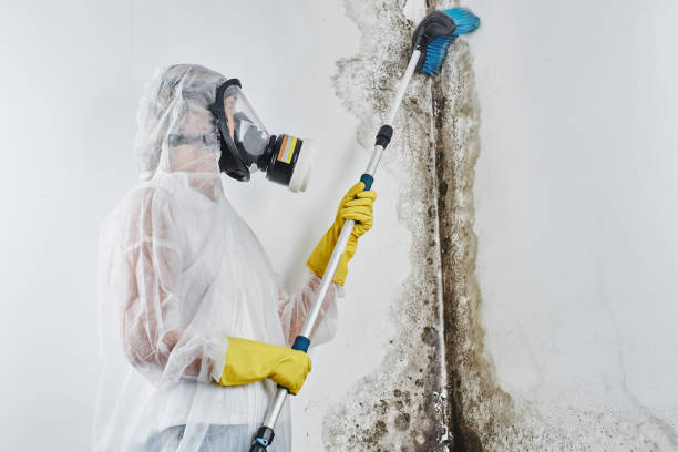 Best Water Damage Restoration  in Wolfhurst, OH