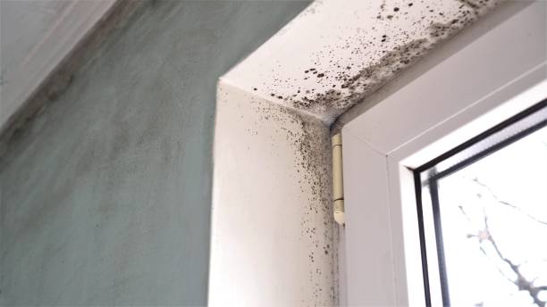 Mold Testing and Removal in Wolfhurst, OH