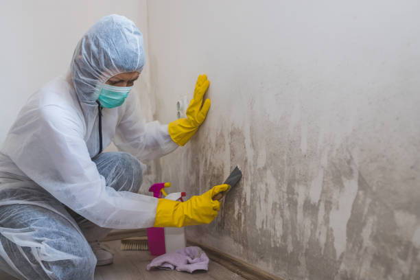 Best Professional Mold Removal  in Wolfhurst, OH