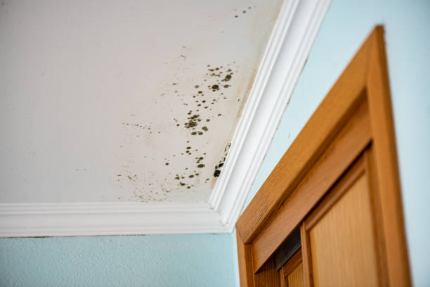 Best Professional Mold Removal  in Wolfhurst, OH