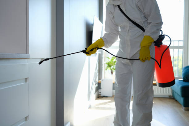 Best Same-Day Mold Removal  in Wolfhurst, OH