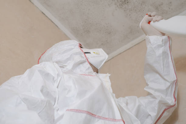 Best Best Mold Removal Companies  in Wolfhurst, OH