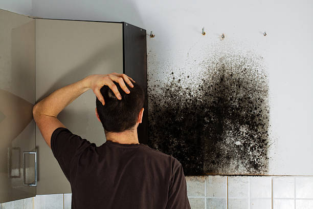 Best Local Mold Removal Service  in Wolfhurst, OH