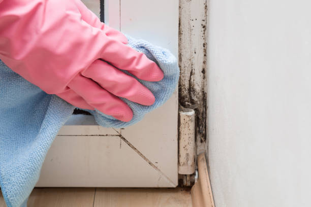 Best Local Mold Removal Service  in Wolfhurst, OH