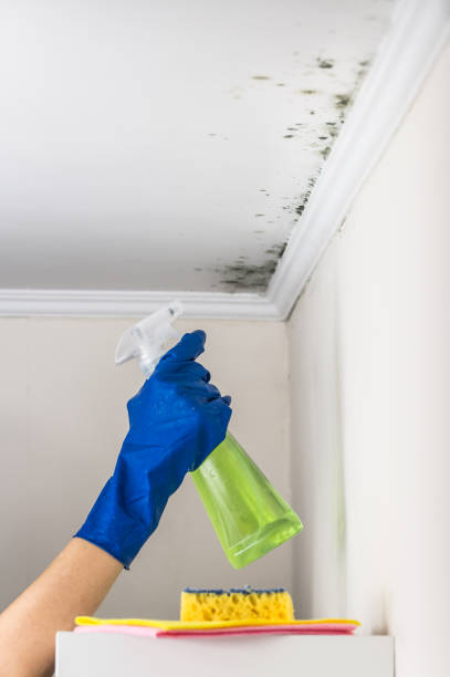 Best Emergency Mold Removal  in Wolfhurst, OH